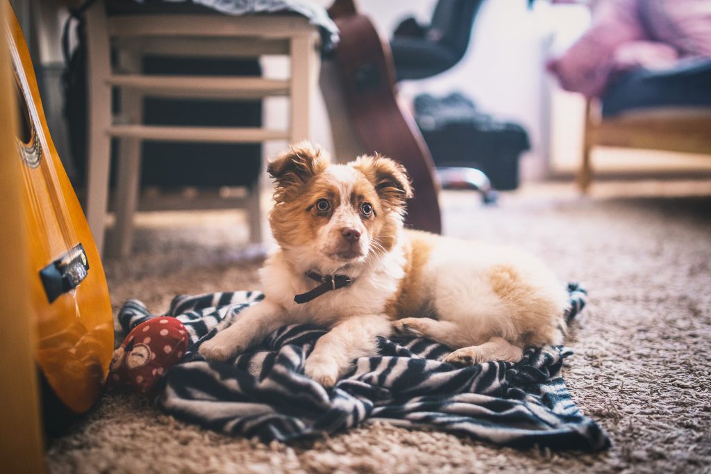 Un petit chien dans un salon