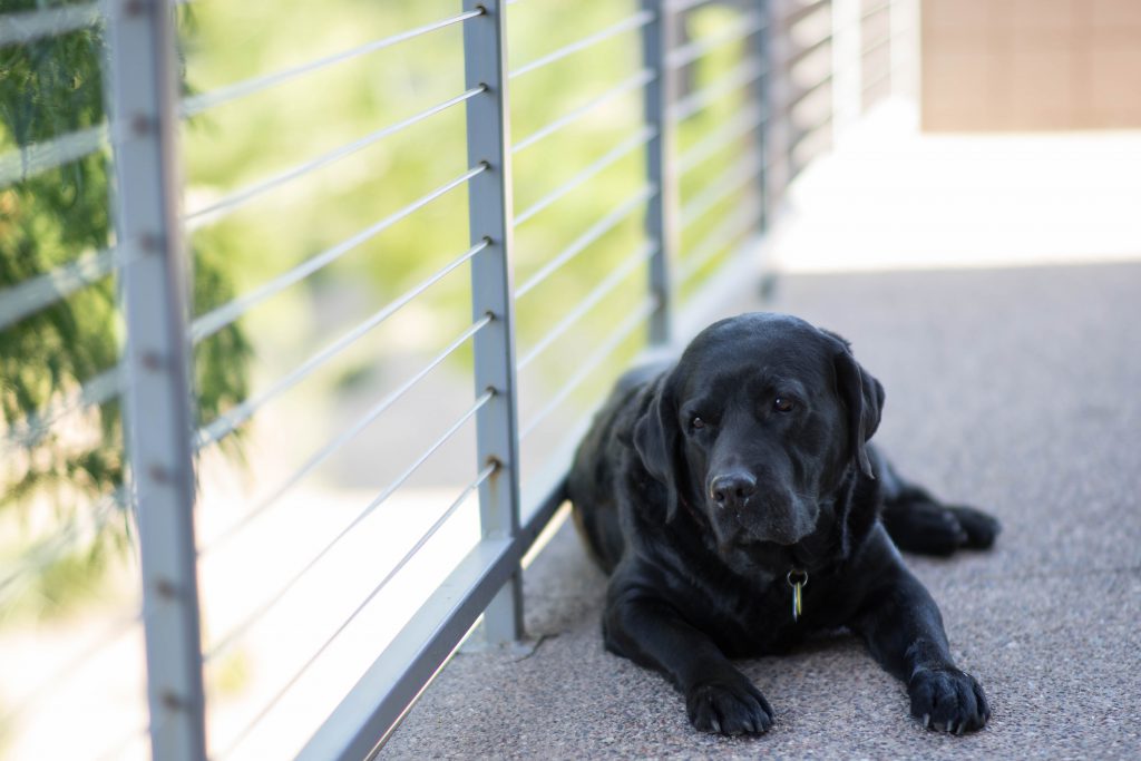 Un chien noir sur un balcon