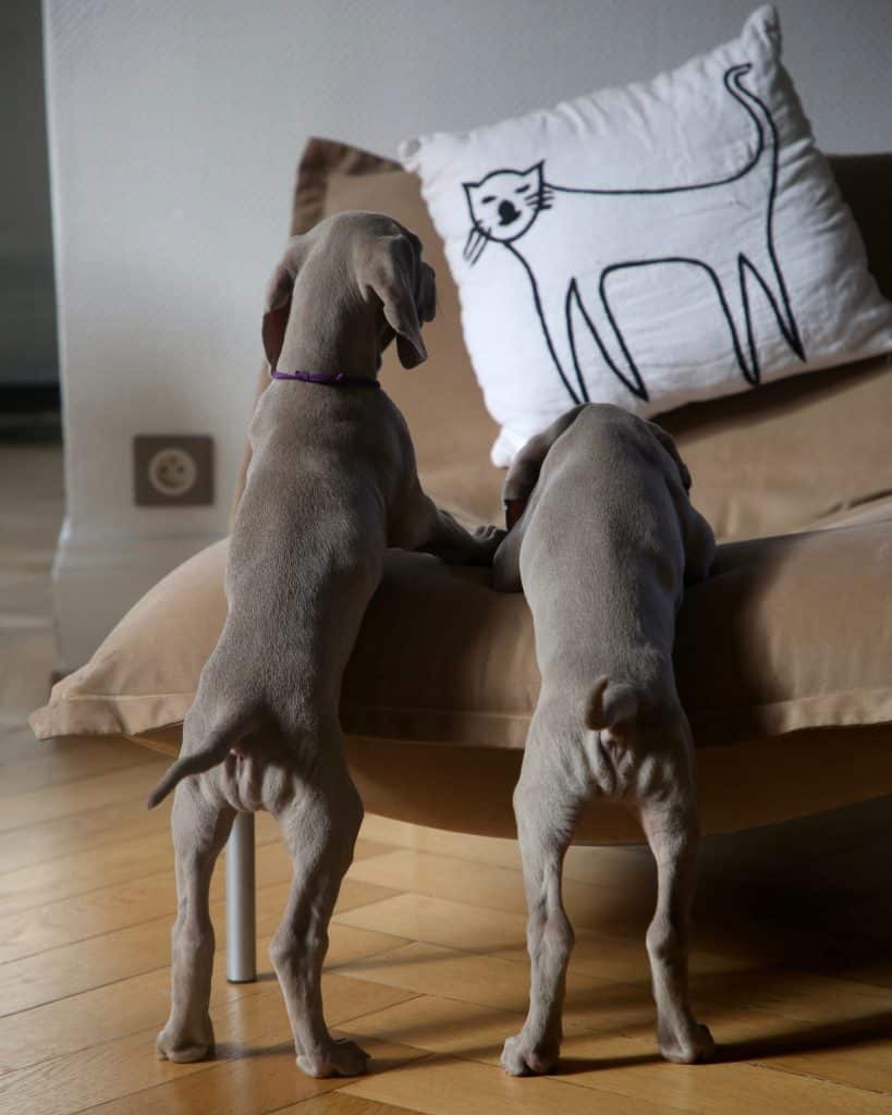 Des chiots qui grimpent sur un fauteuil