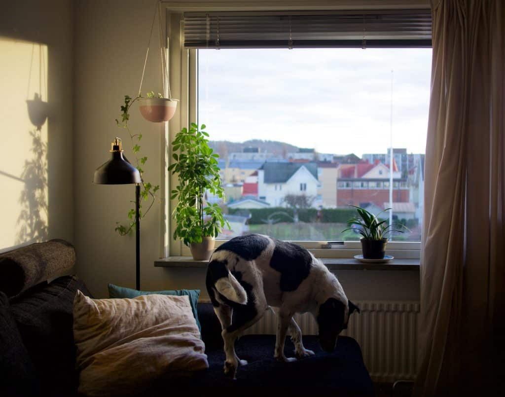 Un chien dans un appartement