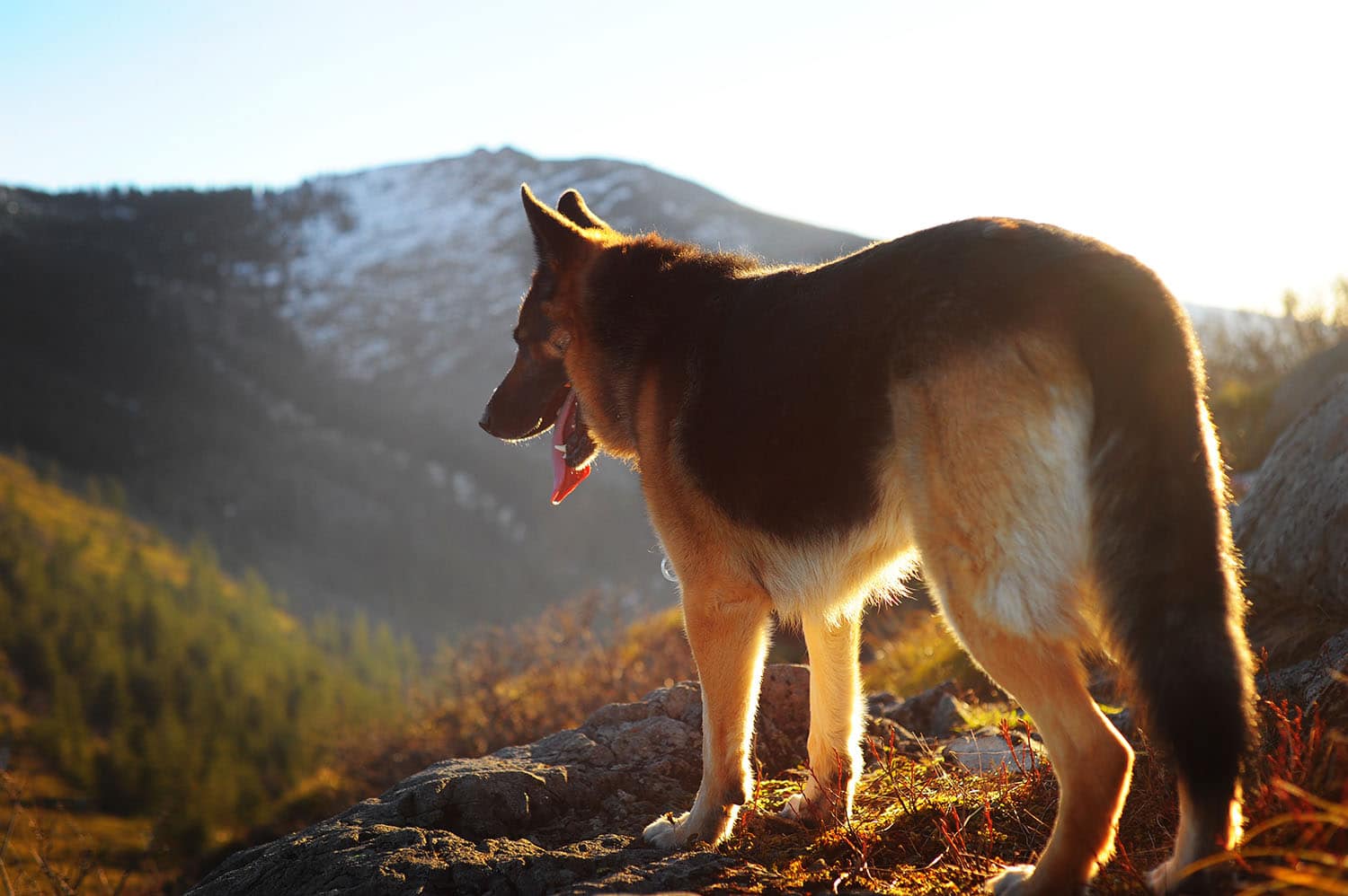 Un berger allemand en pleine nature