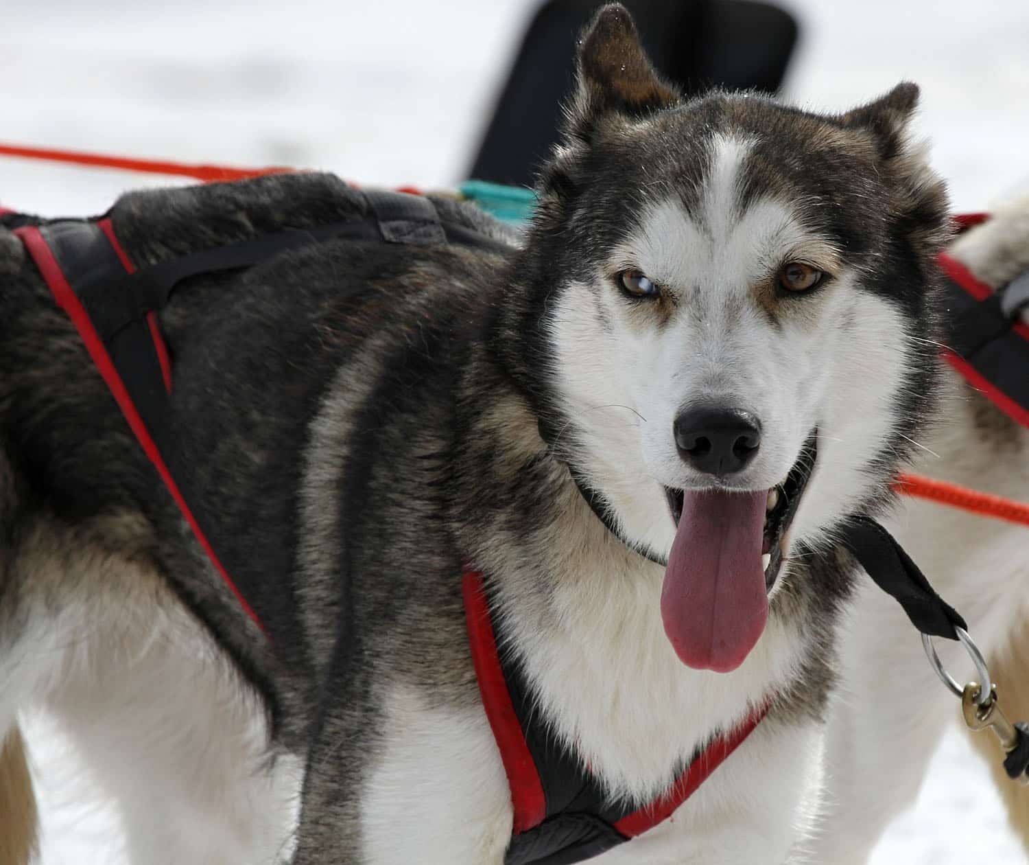 Canicross : qu&rsquo;est-ce que c&rsquo;est ? Quelle race de chien ?