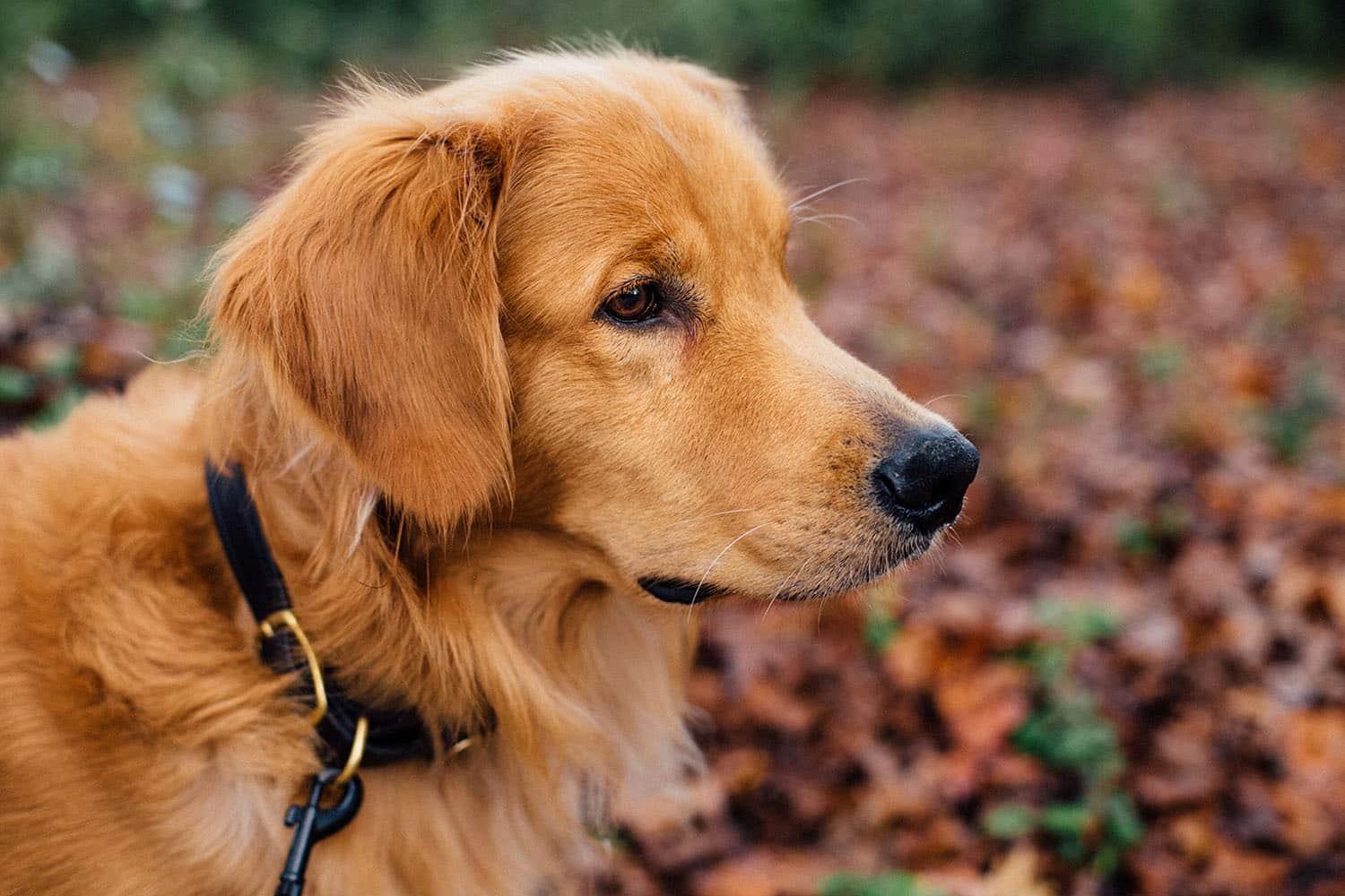 Golden Retriever, Retriever doré : caractère, éducation, comportement, santé, prix