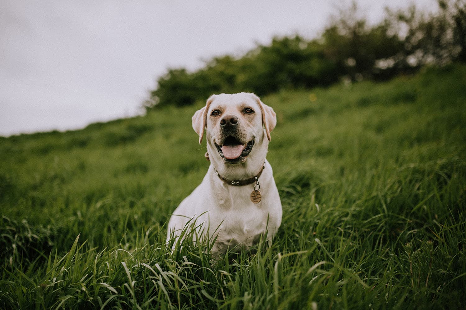 Un labrador dans un champ