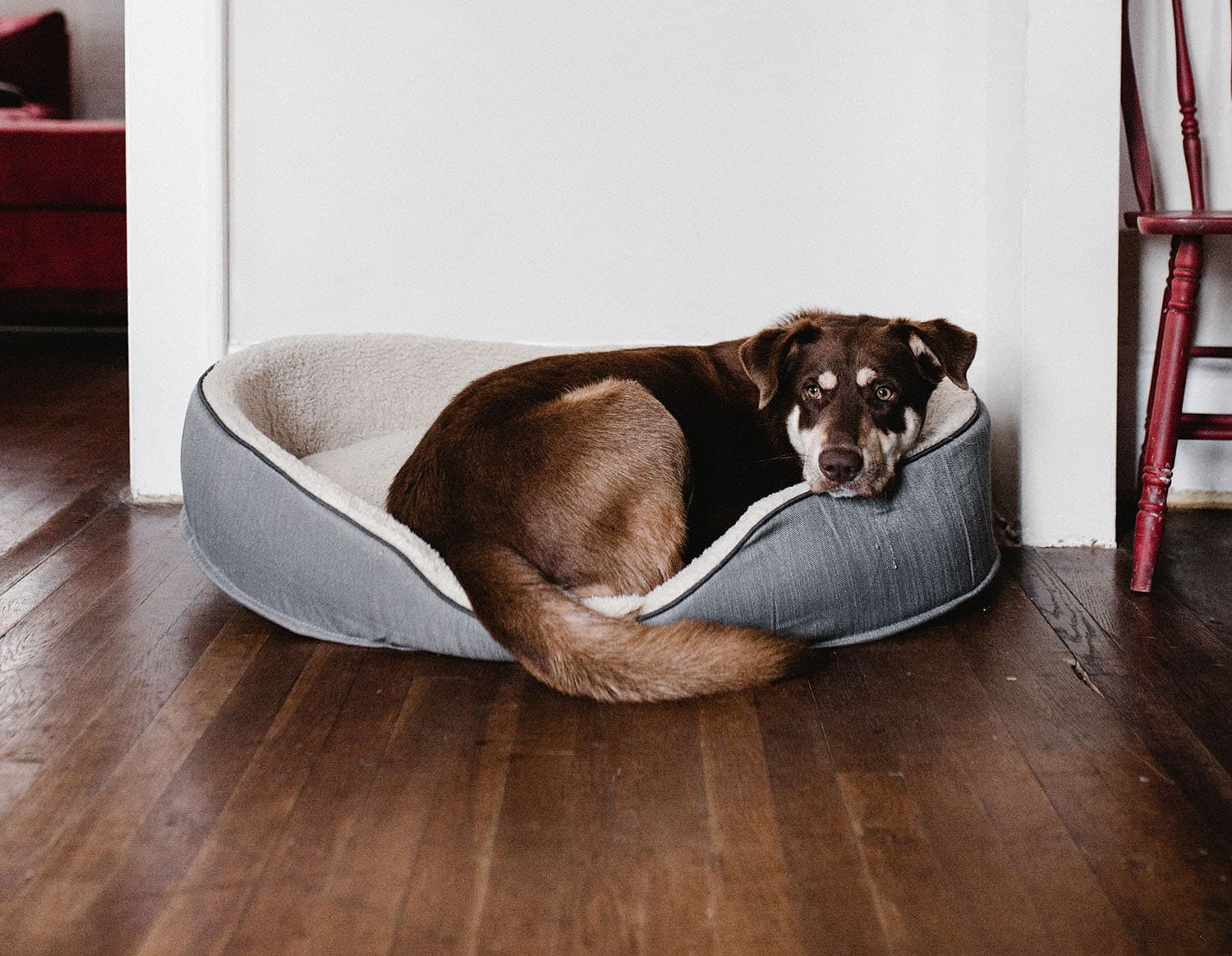 Un chien allongé dans son panier