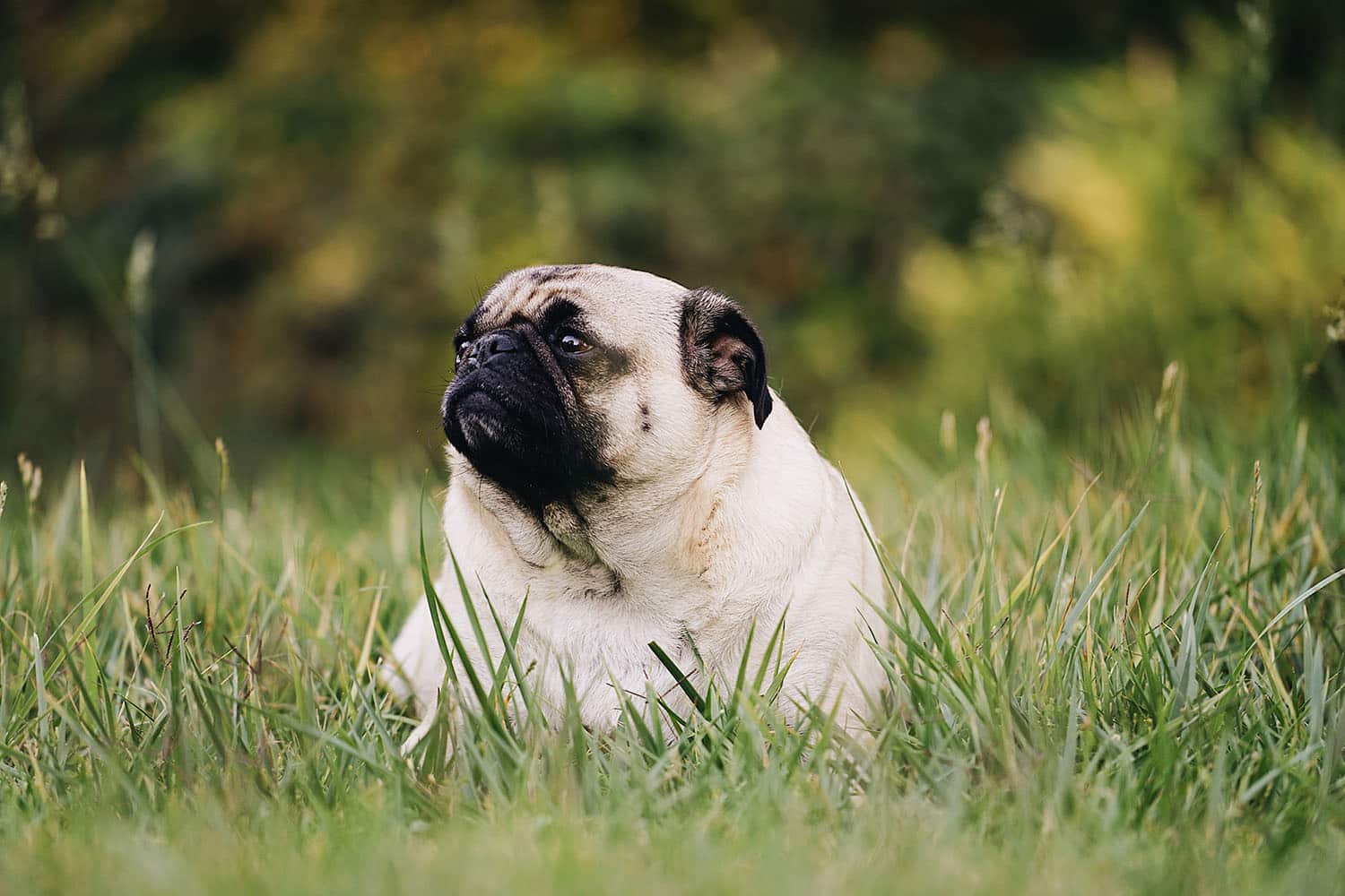 Chien dans un champ