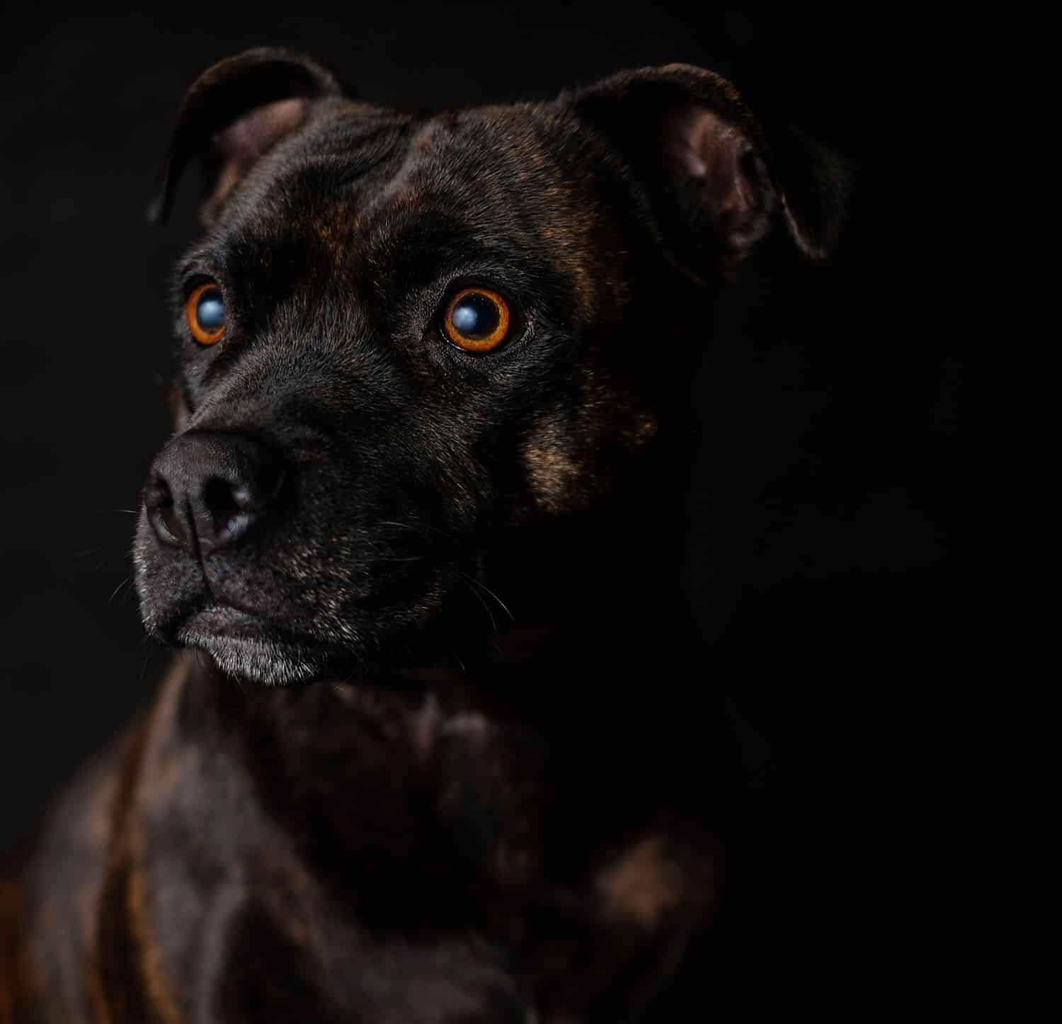 Staffordshire Bull Terrier, Nanny Dog, Staffie : prix, caractère, éducation, comportement, santé