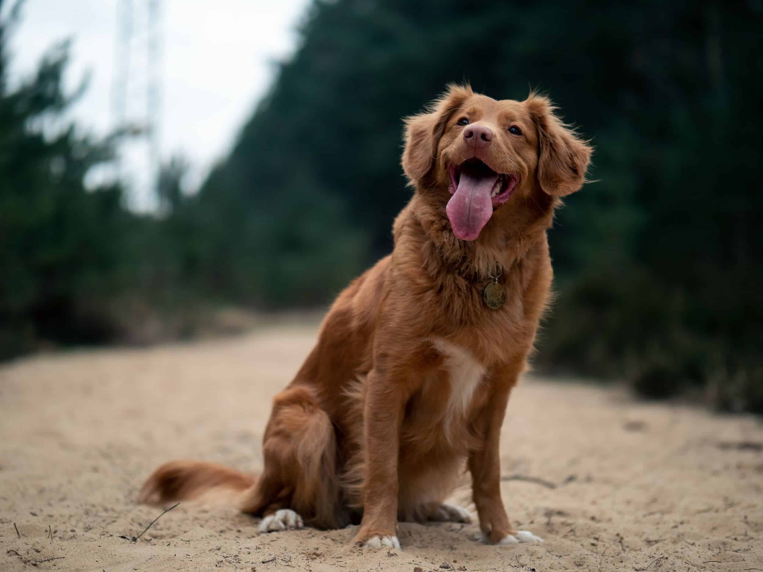 Chien roux et blanc à poils longs assis dans le sable avec la langue pendue