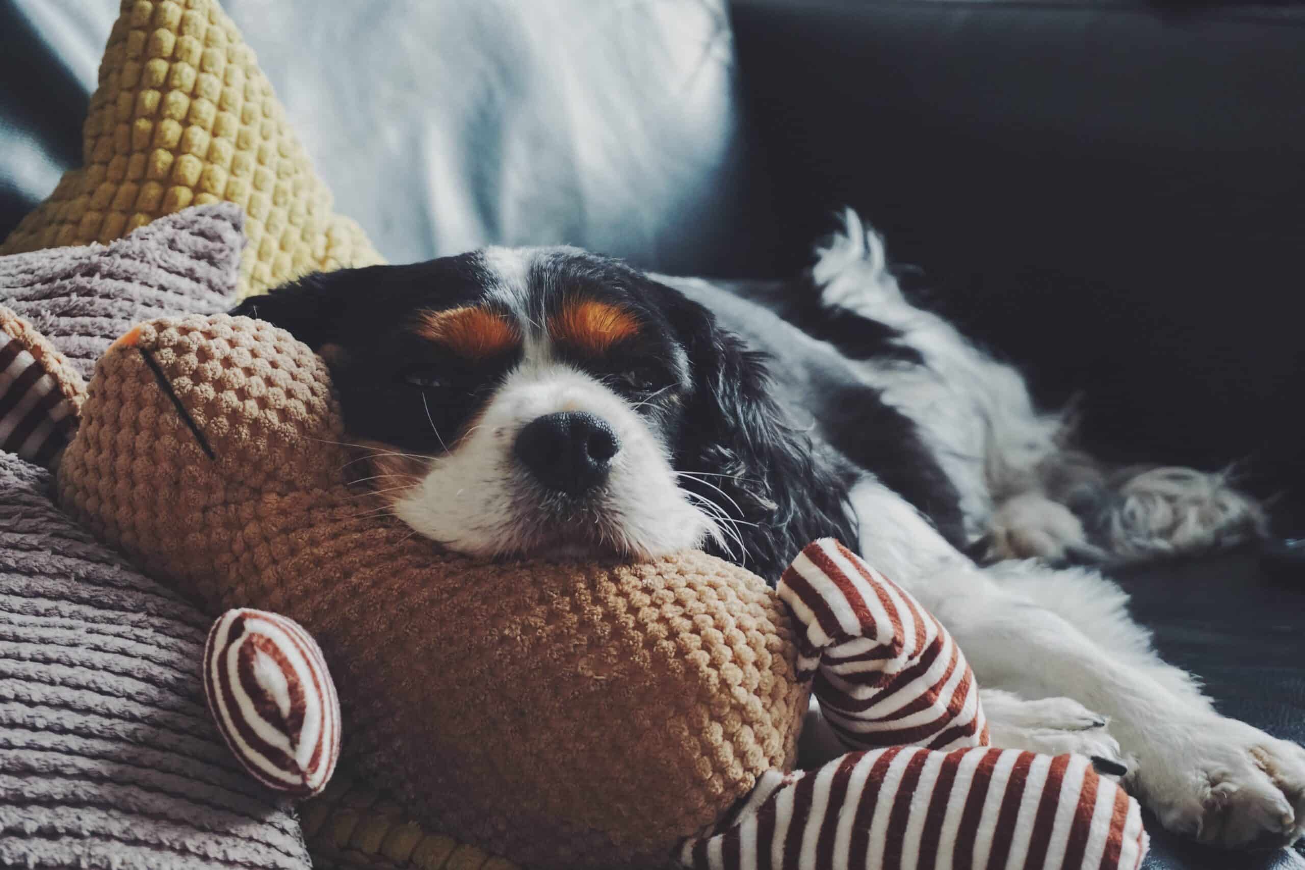 Un cavalier King Charles qui dort