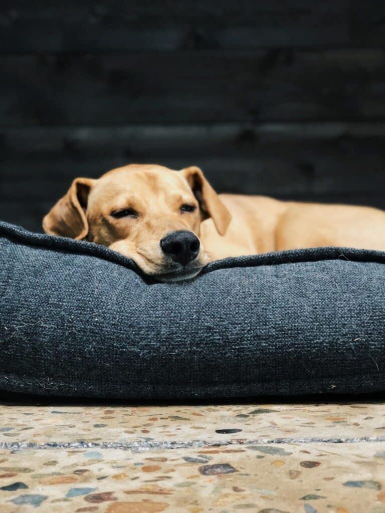 Est-ce que c’est bon de dormir avec son chien ?