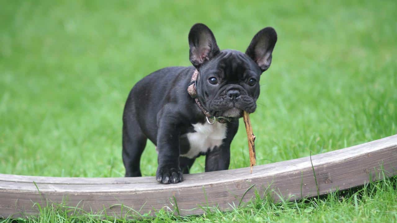 Bouledogue français : prix, caractère, éducation, comportement, santé