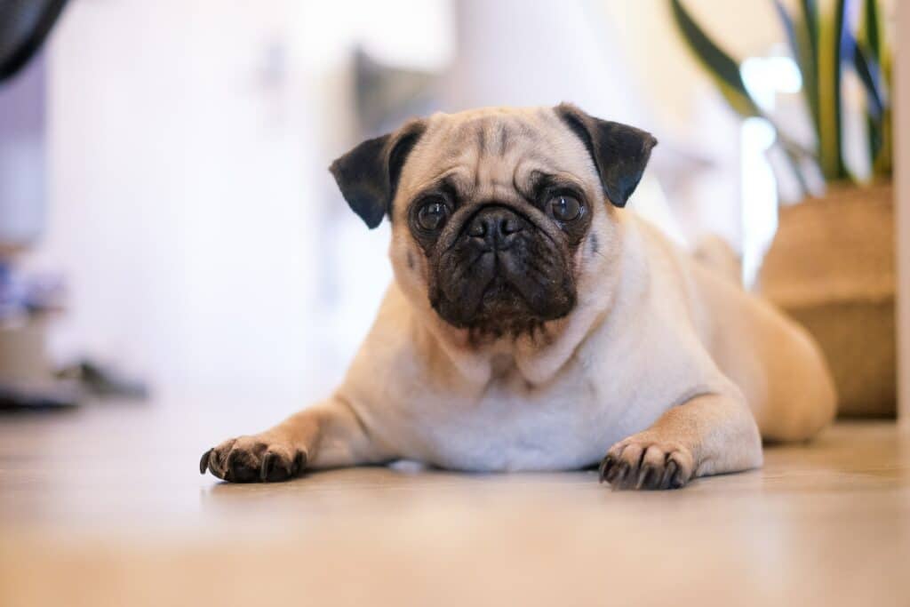 Races de chiens brachycéphales bientôt interdites ?