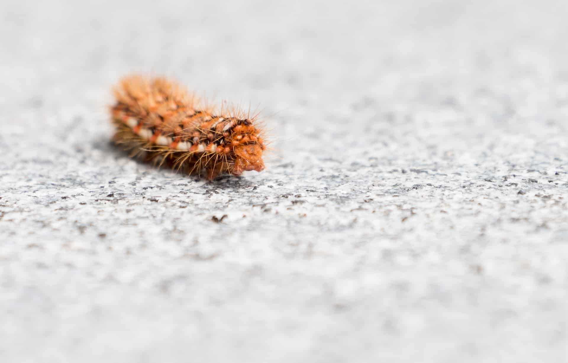 Comment savoir si mon chien a touché une chenille processionnaire ?