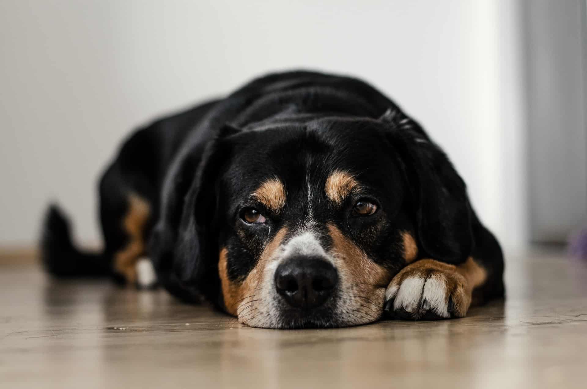 Quels sont les symptômes de la leptospirose chez le chien ?
