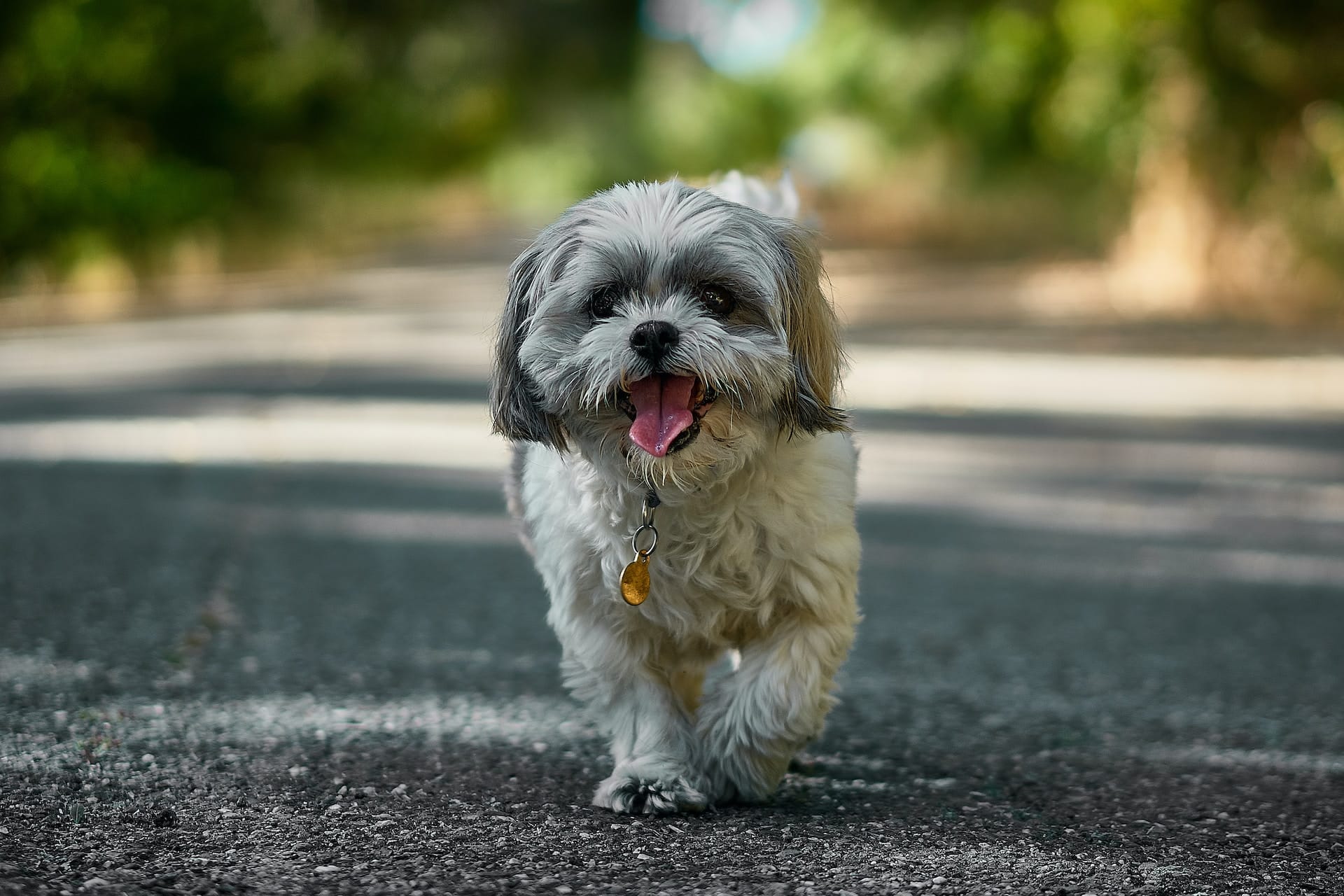 Races de chiens brachycéphales bientôt interdites ?